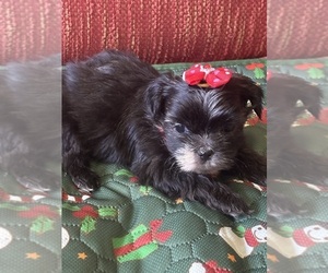 Shih Tzu Puppy for Sale in STATESBORO, Georgia USA