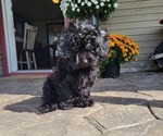 Puppy Rhett Shih-Poo