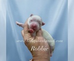 Image preview for Ad Listing. Nickname: Robbie