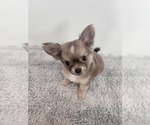Small #1 Chihuahua