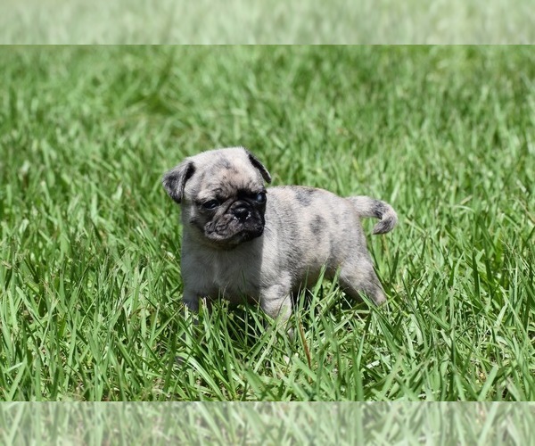 Medium Photo #5 Pug Puppy For Sale in PALM COAST, FL, USA