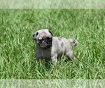 Small #4 Pug