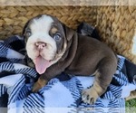 Small Photo #28 Bulldog Puppy For Sale in RIVERSIDE, CA, USA