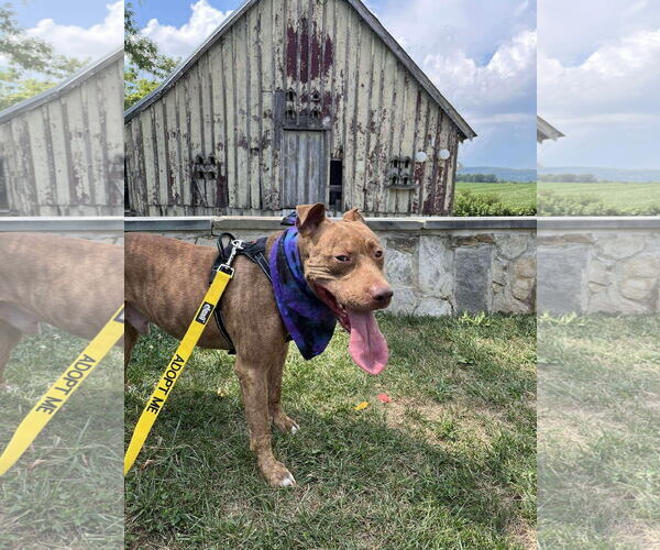 Medium Photo #5 American Pit Bull Terrier-Unknown Mix Puppy For Sale in Derwood, MD, USA
