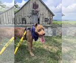Small #4 American Pit Bull Terrier Mix