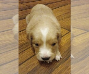 Golden Retriever Puppy for sale in GOODELLS, MI, USA