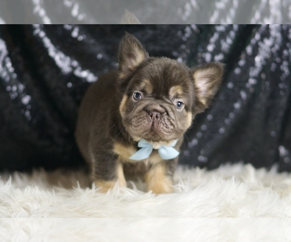 Medium Photo #6 French Bulldog Puppy For Sale in WARSAW, IN, USA