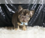 Small Photo #119 French Bulldog Puppy For Sale in WARSAW, IN, USA