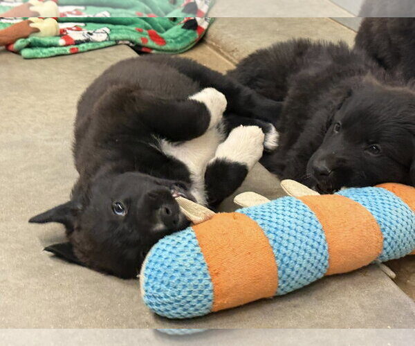 Medium Photo #2 Border Collie-Unknown Mix Puppy For Sale in Cave Creek, AZ, USA