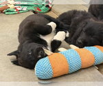 Small #1 Border Collie Mix