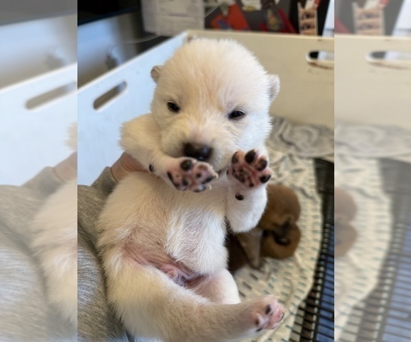 Medium Photo #6 Shiba Inu Puppy For Sale in SAN FRANCISCO, CA, USA
