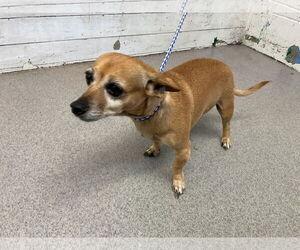 Chihuahua Dogs for adoption in San Bernardino, CA, USA