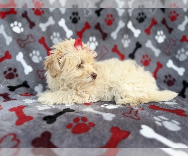 Medium Photo #9 Havapoo Puppy For Sale in LAKELAND, FL, USA