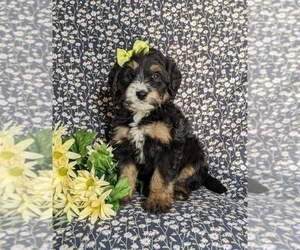 Miniature Bernedoodle Puppy for sale in OXFORD, PA, USA