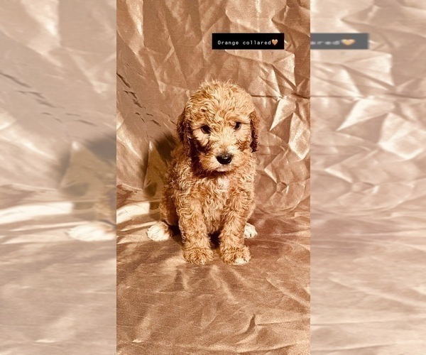 Medium Photo #40 Goldendoodle Puppy For Sale in WEST PLAINS, MO, USA