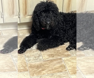 Poodle (Standard) Puppy for sale in KNOXVILLE, GA, USA