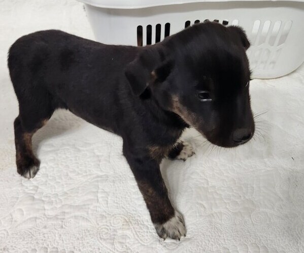 Medium Photo #4 Border Collie-Catahoula Leopard Dog Mix Puppy For Sale in OLAR, SC, USA