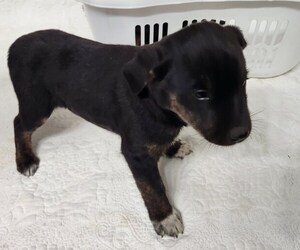 Medium Border Collie-Catahoula Leopard Dog Mix