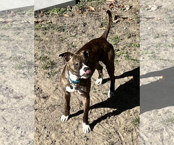 Medium Photo #24 Mutt Puppy For Sale in Rockville, MD, USA