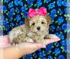 Maltipoo Puppy for sale in WINNSBORO, LA, USA