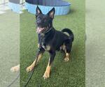 Small German Shepherd Dog Mix