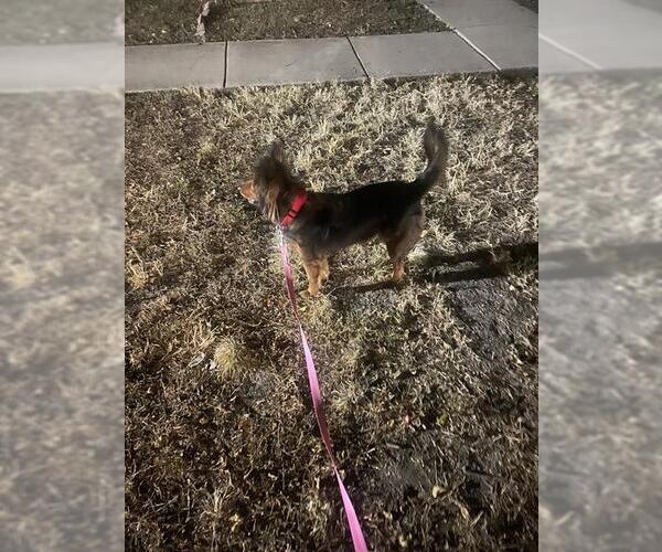 Medium Photo #1 Mutt Puppy For Sale in San Antonio, TX, USA