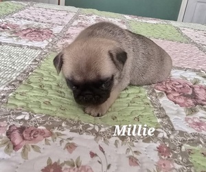 Medium Pug