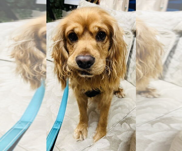 Medium Photo #2 Cocker Spaniel Puppy For Sale in Mundelein, IL, USA