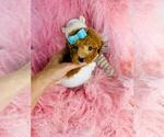 Puppy Puppy 2 Poodle (Toy)