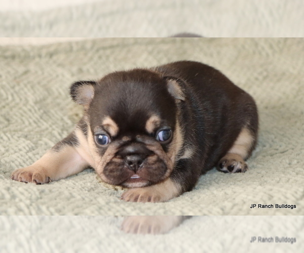 Medium Photo #4 French Bulldog Puppy For Sale in WINNSBORO, TX, USA