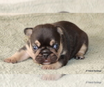 Small #3 French Bulldog