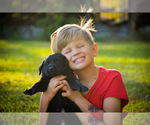 Small Photo #3 Labrador Retriever Puppy For Sale in MONROE, GA, USA