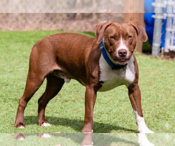 Medium Photo #10 Labrador Retriever-Unknown Mix Puppy For Sale in Ellijay, GA, USA