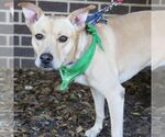 Small #2 Labrador Retriever-Retriever  Mix