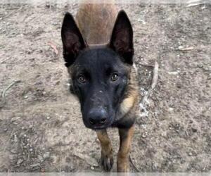 Mutt Dogs for adoption in Martinez, CA, USA