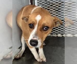 Mutt Dogs for adoption in Bakersfield, CA, USA