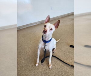 Chihuahua-Unknown Mix Dogs for adoption in Oskaloosa, IA, USA