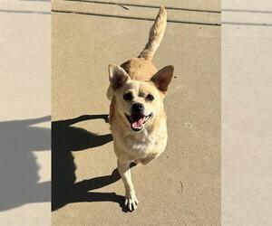 Chihuahua-Unknown Mix Dogs for adoption in Sacramento, CA, USA