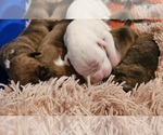 Litter of 5 - Male(s) and Female(s) BoxerLitter of Puppies for Sale - Small photo
