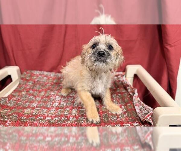 Medium Photo #1 Norfolk Terrier Puppy For Sale in Modesto, CA, USA