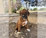 Small #3 Boxer