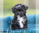Small #2 Poodle (Toy)