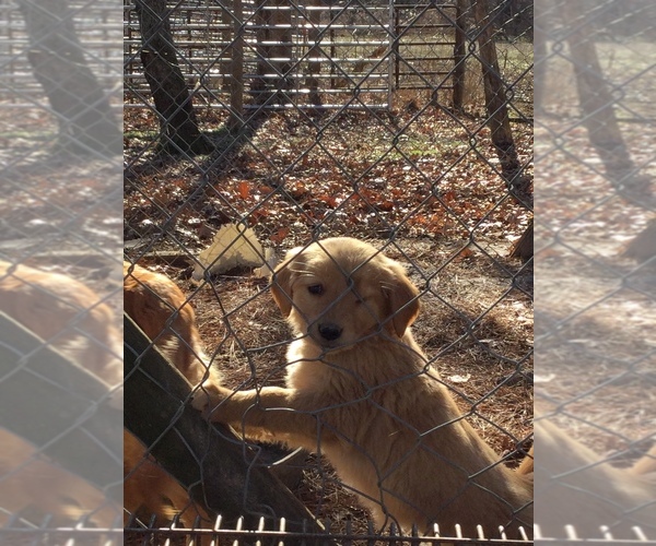 Medium Photo #2 Golden Retriever Puppy For Sale in HICKORY, KY, USA