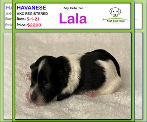 Havanese Puppy for sale in ALBION, IN, USA