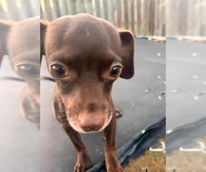 Chihuahua Dogs for adoption in San Antonio, TX, USA