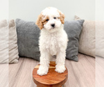 Small #4 Bernedoodle (Miniature)