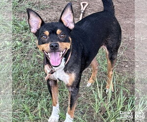 Miniature Pinscher-Unknown Mix Dogs for adoption in Washington, DC, USA