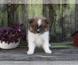 Pomeranian Puppy for sale in SUGARCREEK, OH, USA