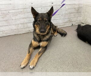 German Shepherd Dog-Unknown Mix Dogs for adoption in San Bernardino, CA, USA