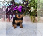 Small #3 Yorkshire Terrier